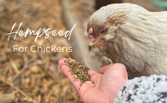 Benefits of Hemp Feed For Chickens