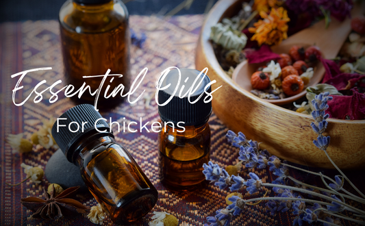 Essential Oils For Chickens