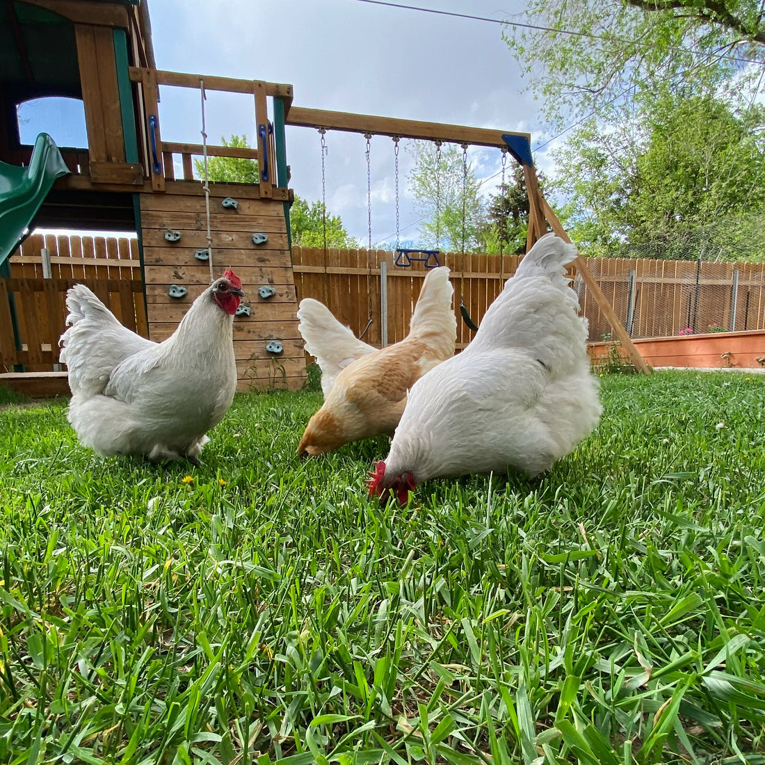 An Introduction To Backyard Chicken Keeping