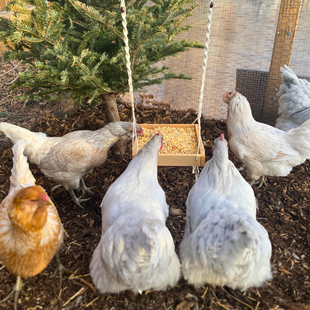 Hanging Chicken Feeder | Macrame Chicken Coop Decor | Hanging Bird Feeder For Poultry & Other Birds