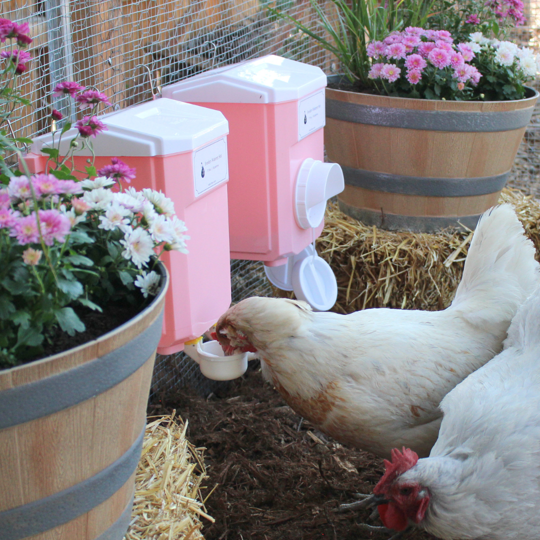 Cottage Pink Chicken Feeder-Waterer Set