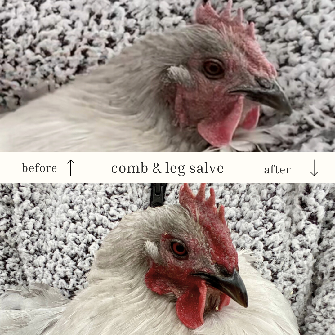 Chicken Comb & Leg Salve | Natural Salve for Comb and Waddles | Frostbite Protection | Gentle Healing Salve For Chickens