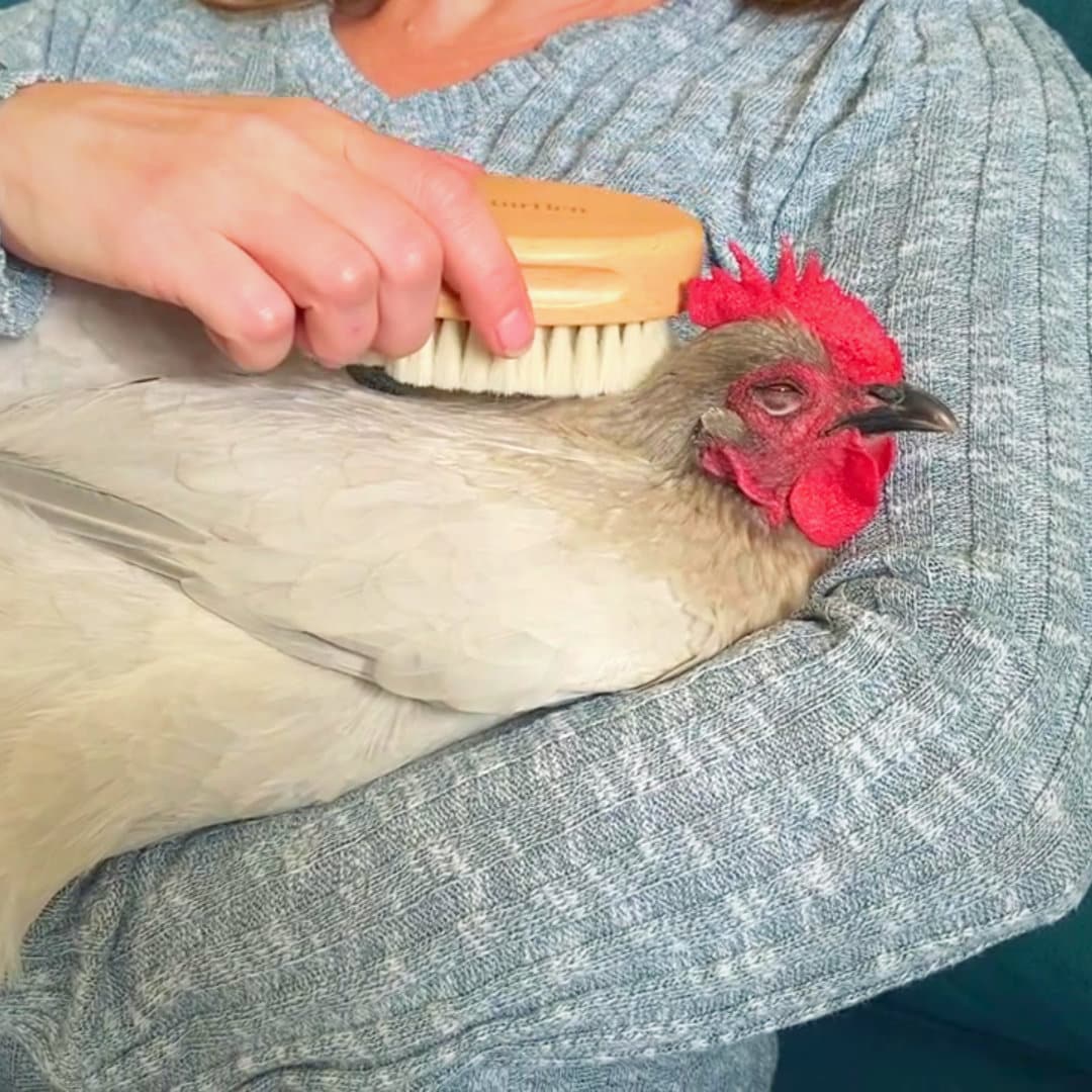 Chicken Feather Brush