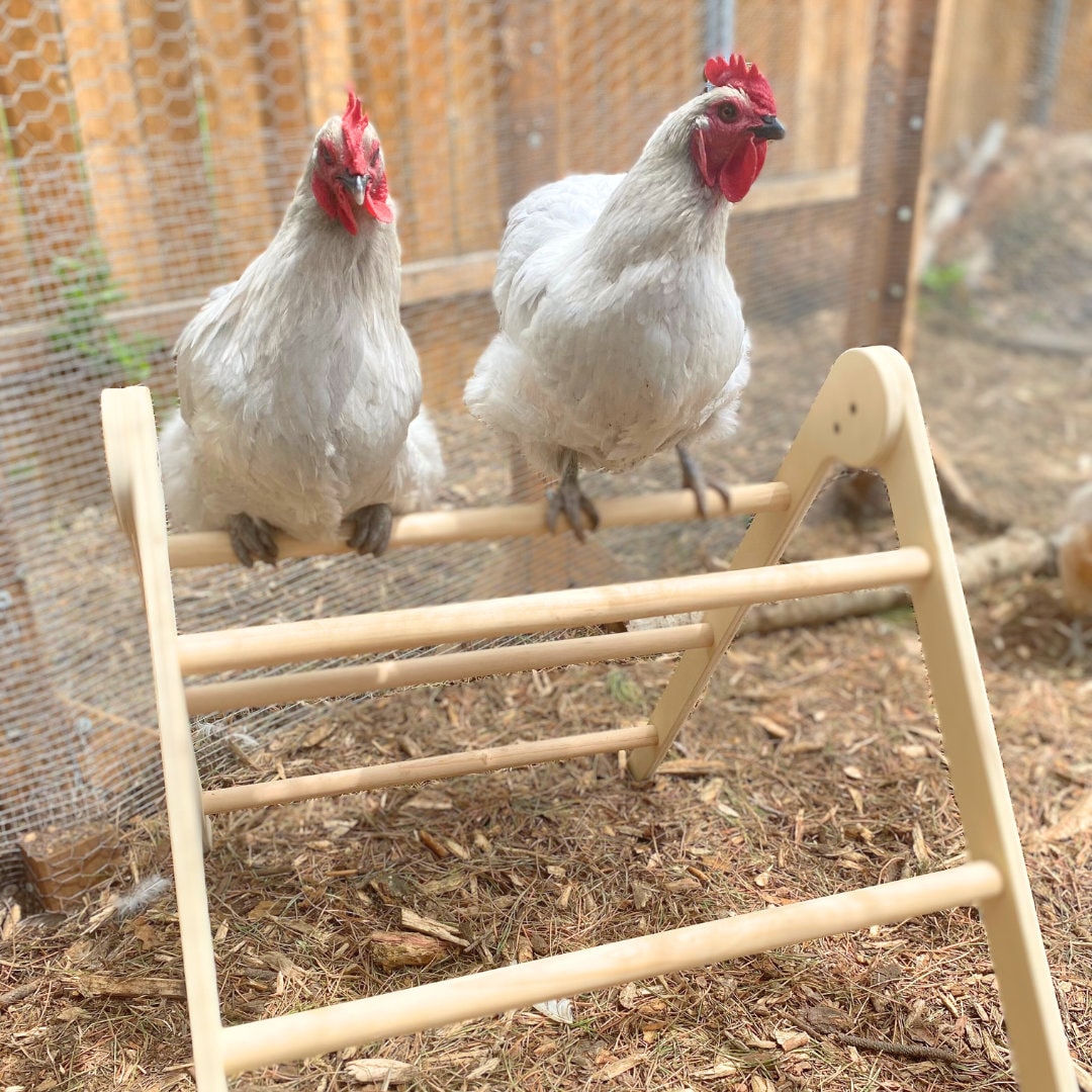 A-Frame Chicken Perch